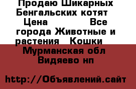 Продаю Шикарных Бенгальских котят › Цена ­ 17 000 - Все города Животные и растения » Кошки   . Мурманская обл.,Видяево нп